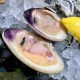 Clams de Normandie