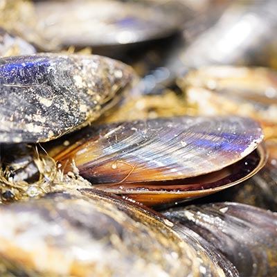 Uncooked Spanish Mussels