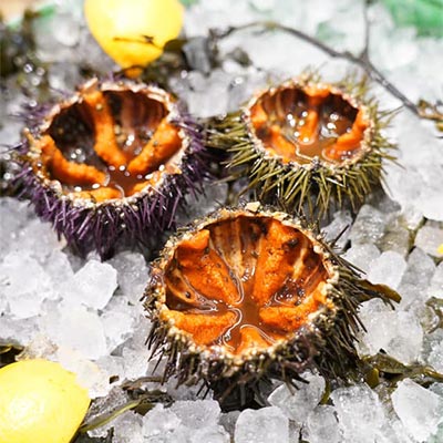 Sea Urchins