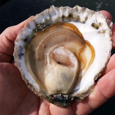 Flat & iodized Oysters from Brittany
