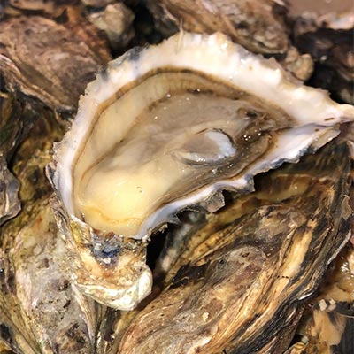 Gigas Oysters salted & iodized from Brittany