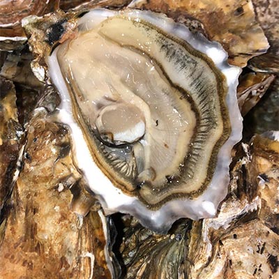 Gigas Oysters salted & not fat from Marennes Oléron