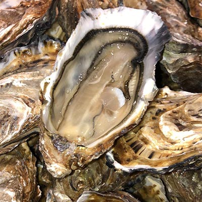 Gigas Oysters salted & not fat from Marennes Oléron