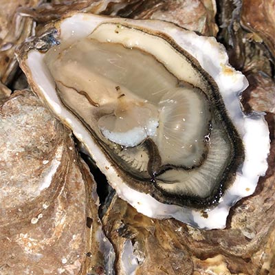 Gigas Oysters salted & not fat from Marennes Oléron