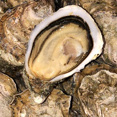Gigas Oysters fat & sweet from Marennes Oléron