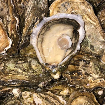 Gigas Oysters fat & sweet from Marennes Oléron