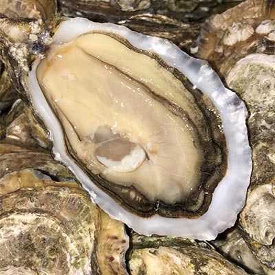 Gigas Oysters fat & sweet from Marennes Oléron