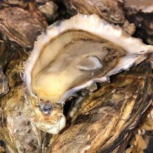 Creuses de Bretagne Cancale les 6