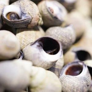 200 grs Bigorneaux Extra gros cuits chez nous