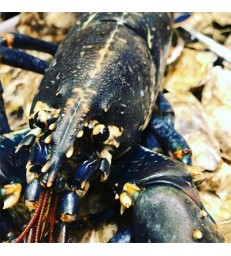 homard bleu Breton 600/700 grs